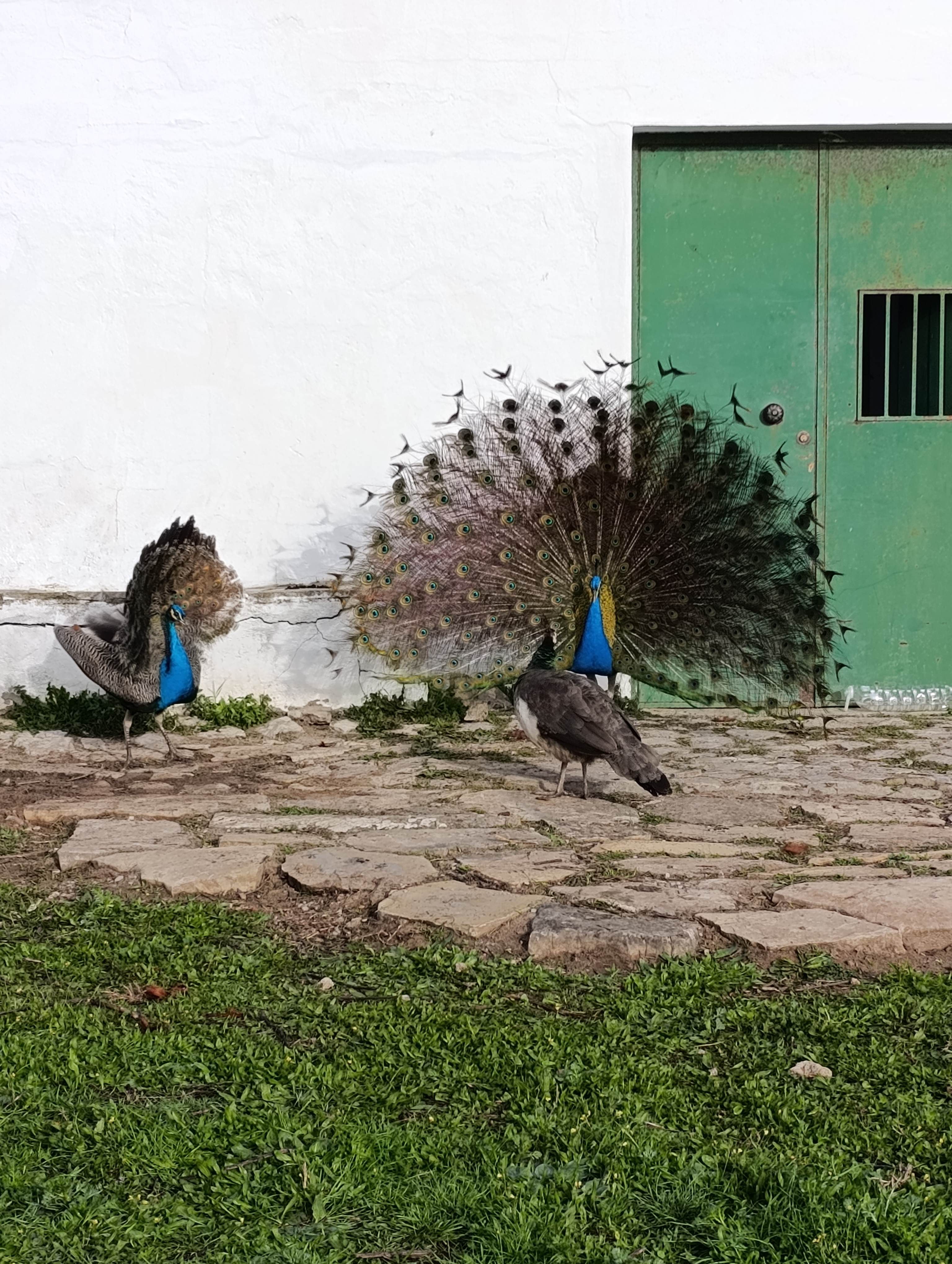 Galería